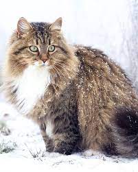 Sibérien : découvrez ce chat de race doux, sociable et "hypoallergénique"